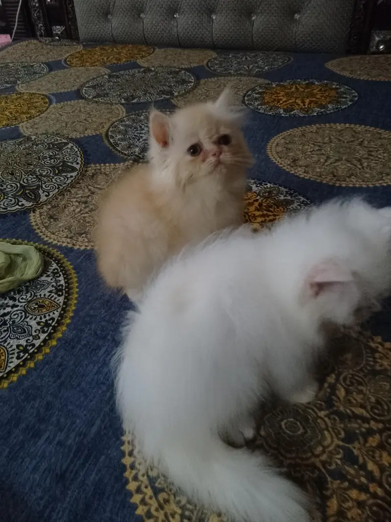 Punch face kiten — photo 7
