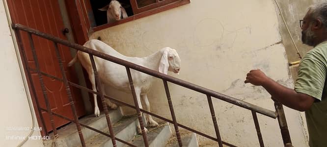 goat need new shelter