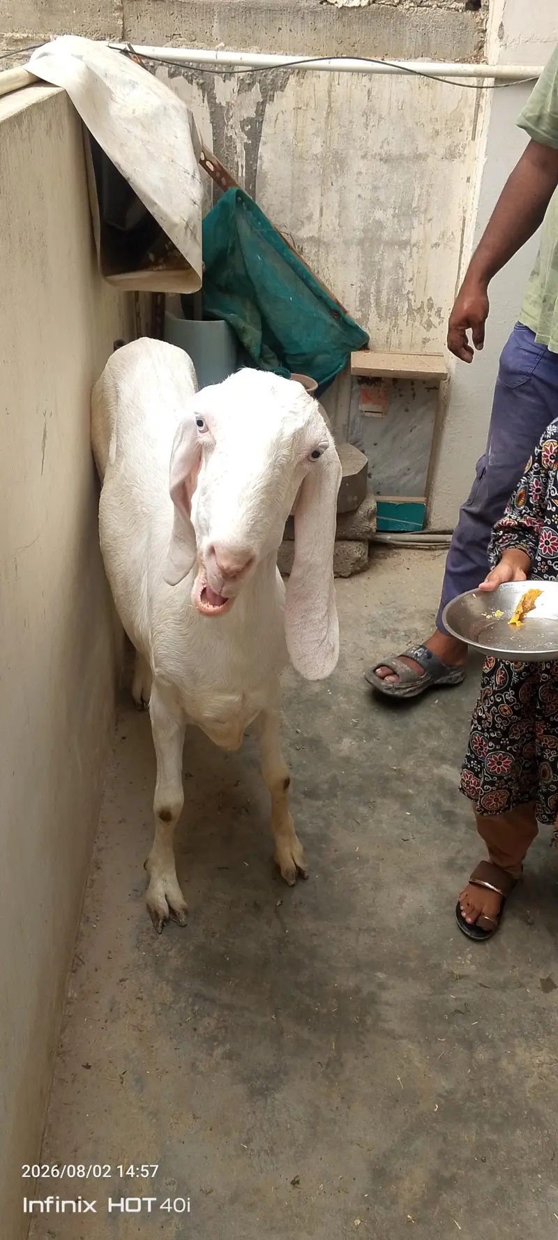 goat need new shelter — photo 2