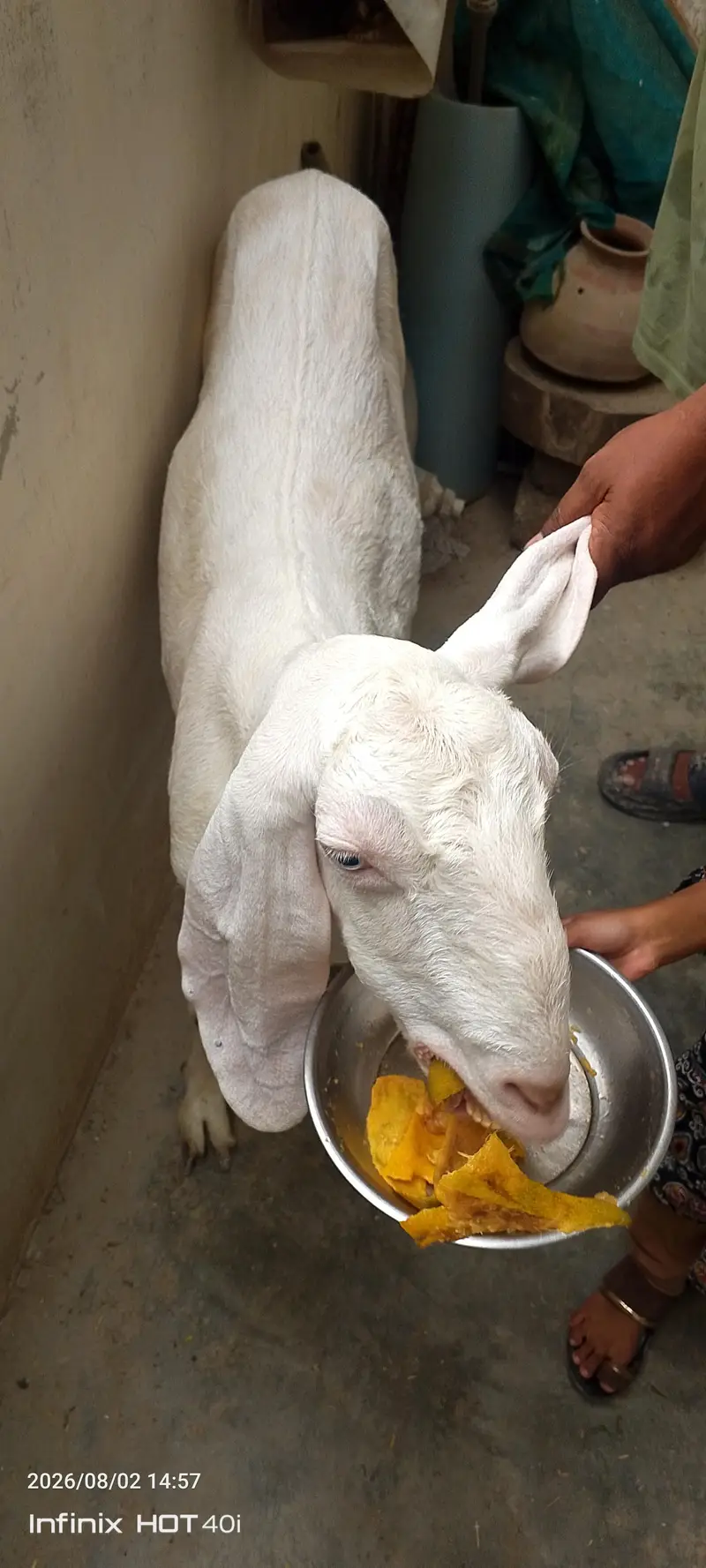 goat need new shelter — photo 3