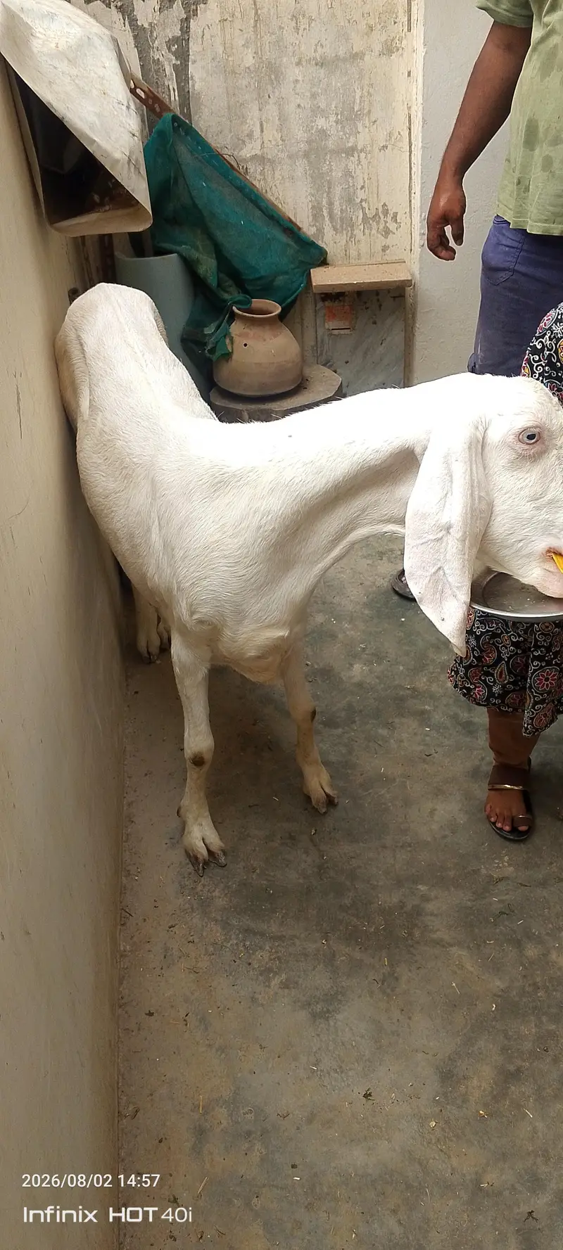 goat need new shelter — photo 4