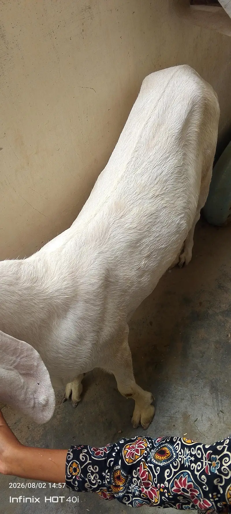 goat need new shelter — photo 5