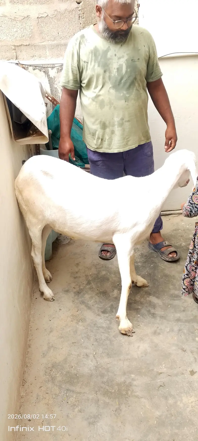 goat need new shelter — photo 6