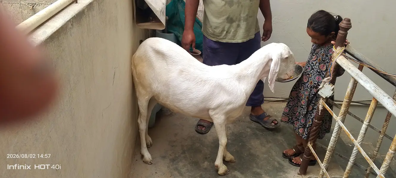 goat need new shelter — photo 7