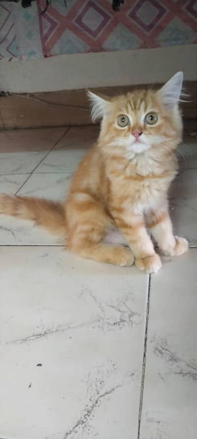 Persian kitten for sale