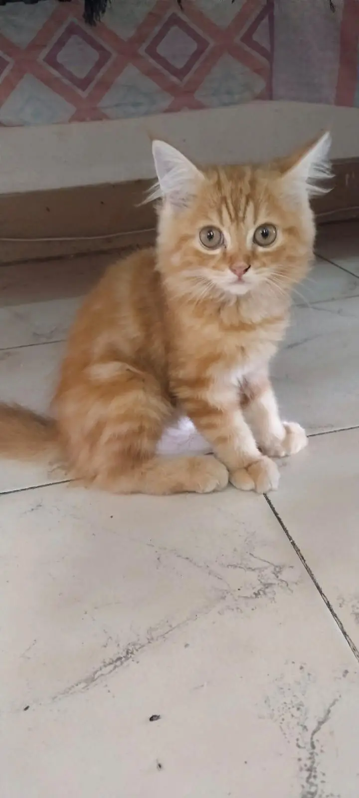 Persian kitten for sale — photo 2