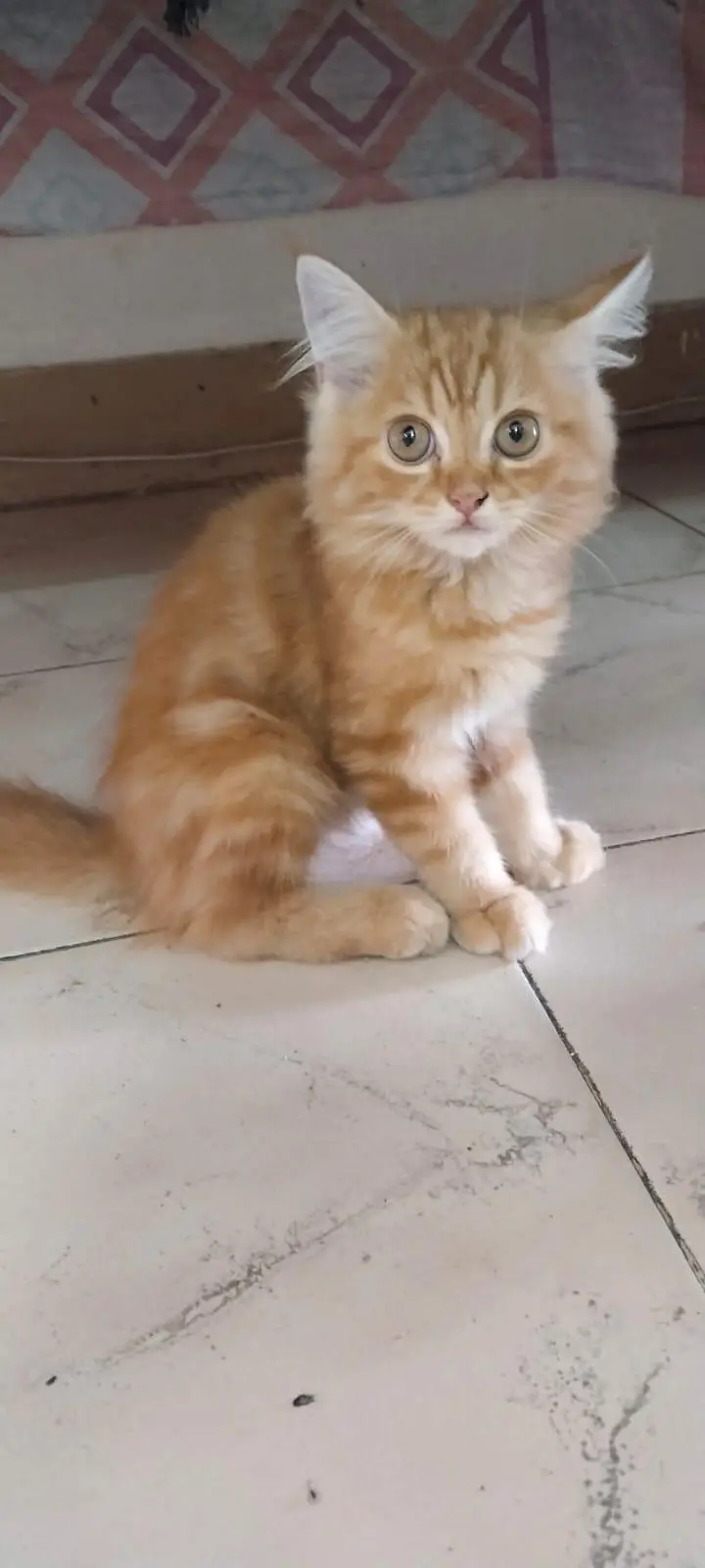 Persian kitten for sale — photo 3