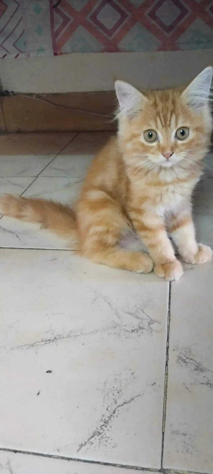 Persian kitten for sale — photo 4