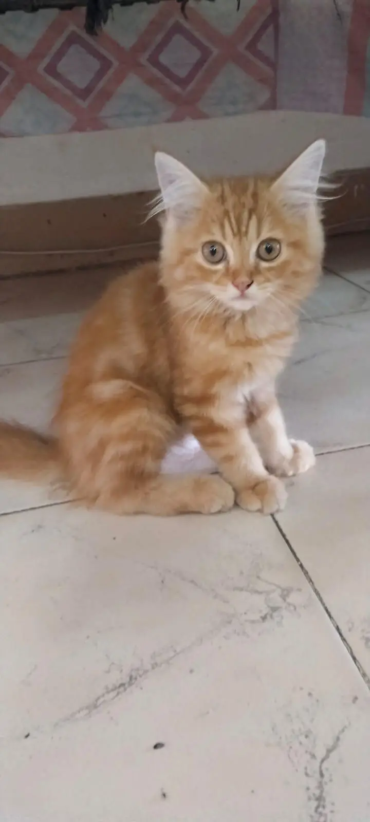 Persian kitten for sale — photo 5