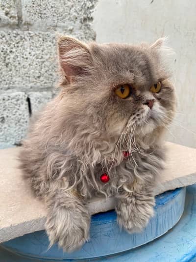 Male cat