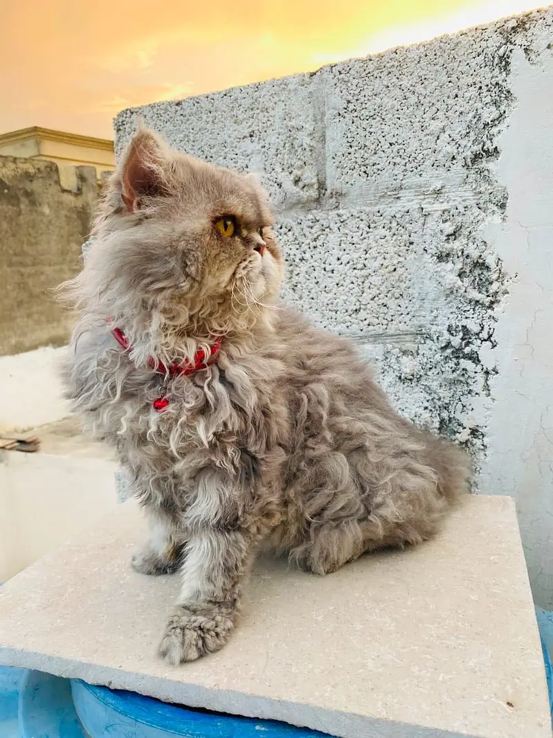 Male cat — photo 2