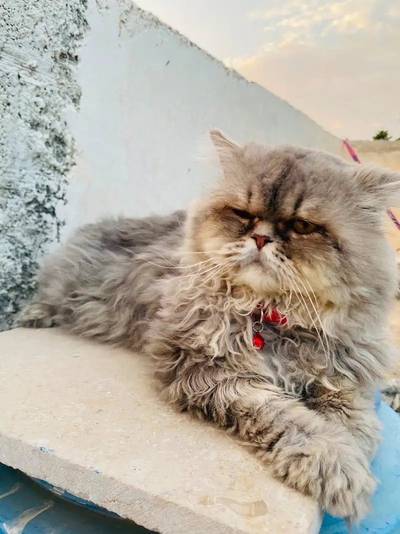 Male cat — photo 3