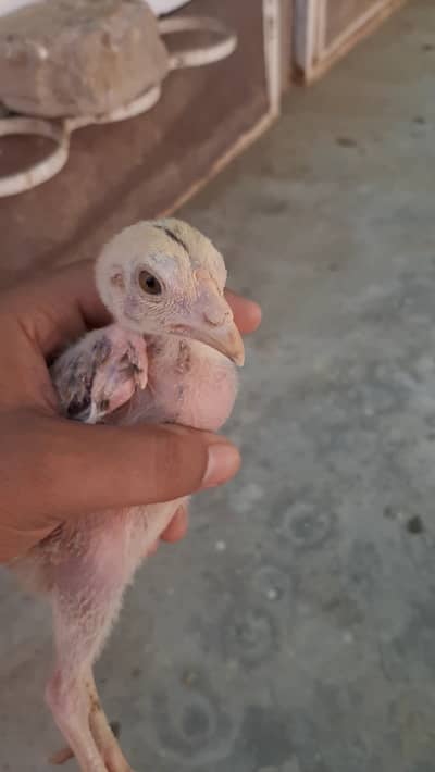 Miawali Aseel murghia aur murghe for sale
