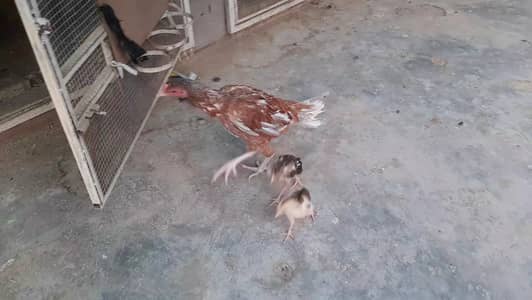 Miawali Aseel murghia aur murghe for sale