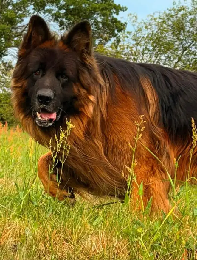 imported male confirm stud