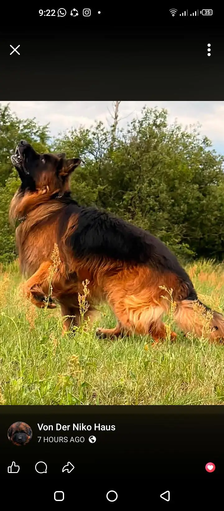 imported male confirm stud — photo 2
