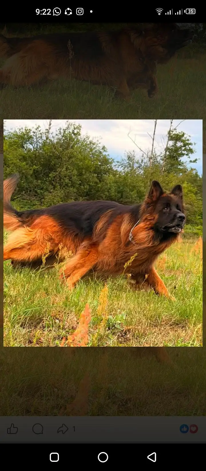 imported male confirm stud — photo 3