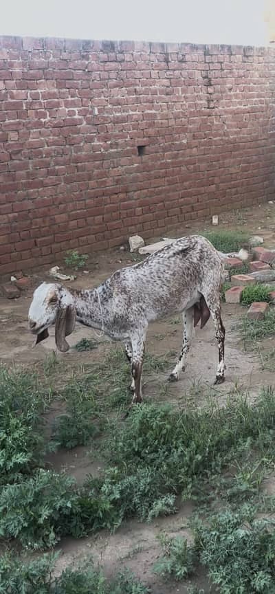 Makki chini bakri goat