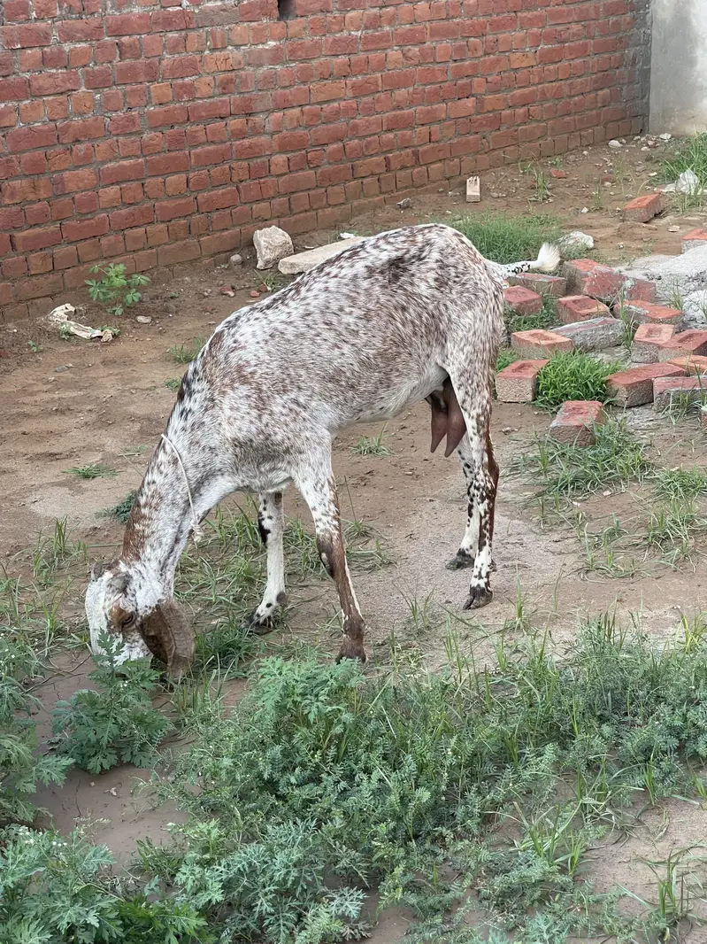 Makki chini bakri goat — photo 2