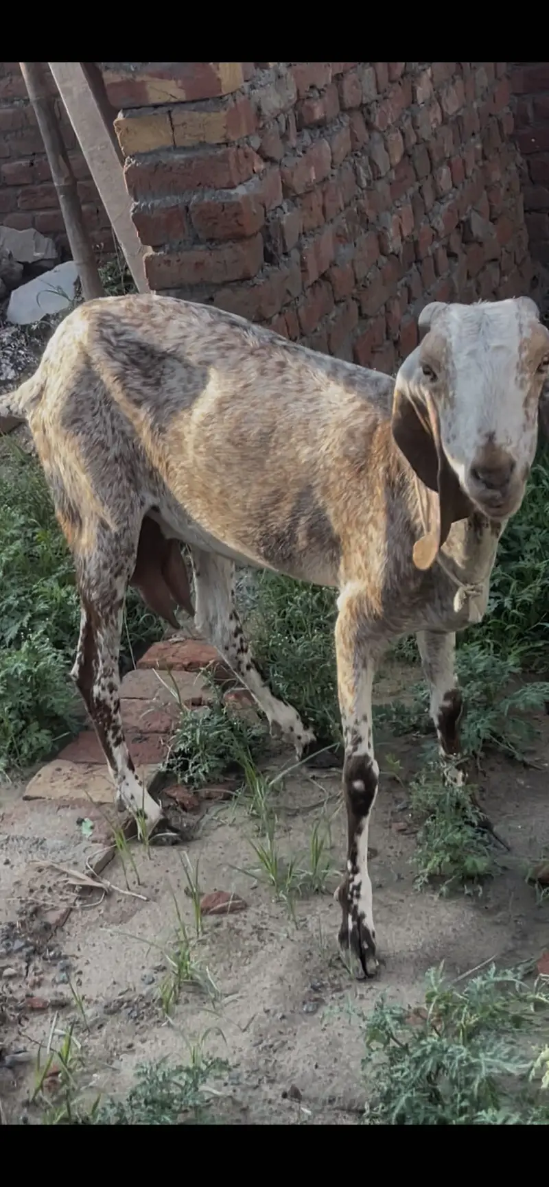 Makki chini bakri goat — photo 3