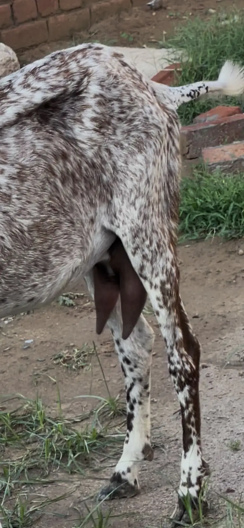 Makki chini bakri goat — photo 4