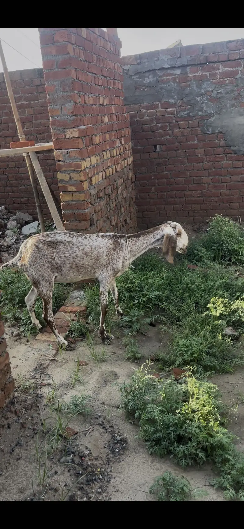 Makki chini bakri goat — photo 5