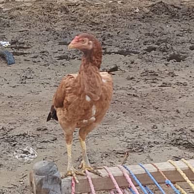 Mianwali breed female