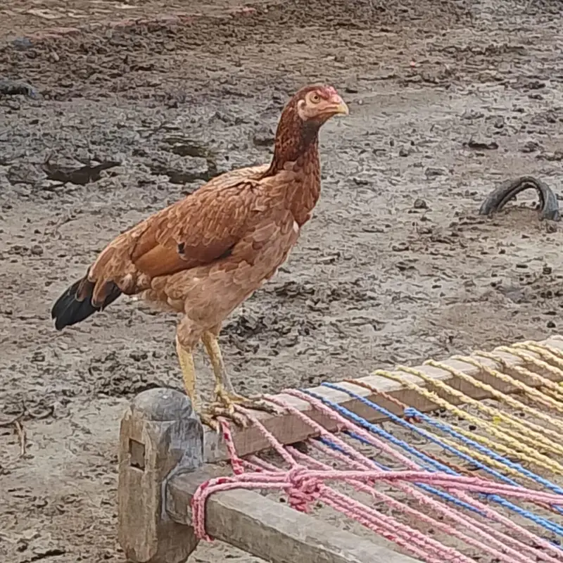 Mianwali breed female — photo 2