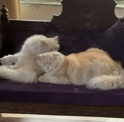 Golden Persian Cat Pair 9 months old