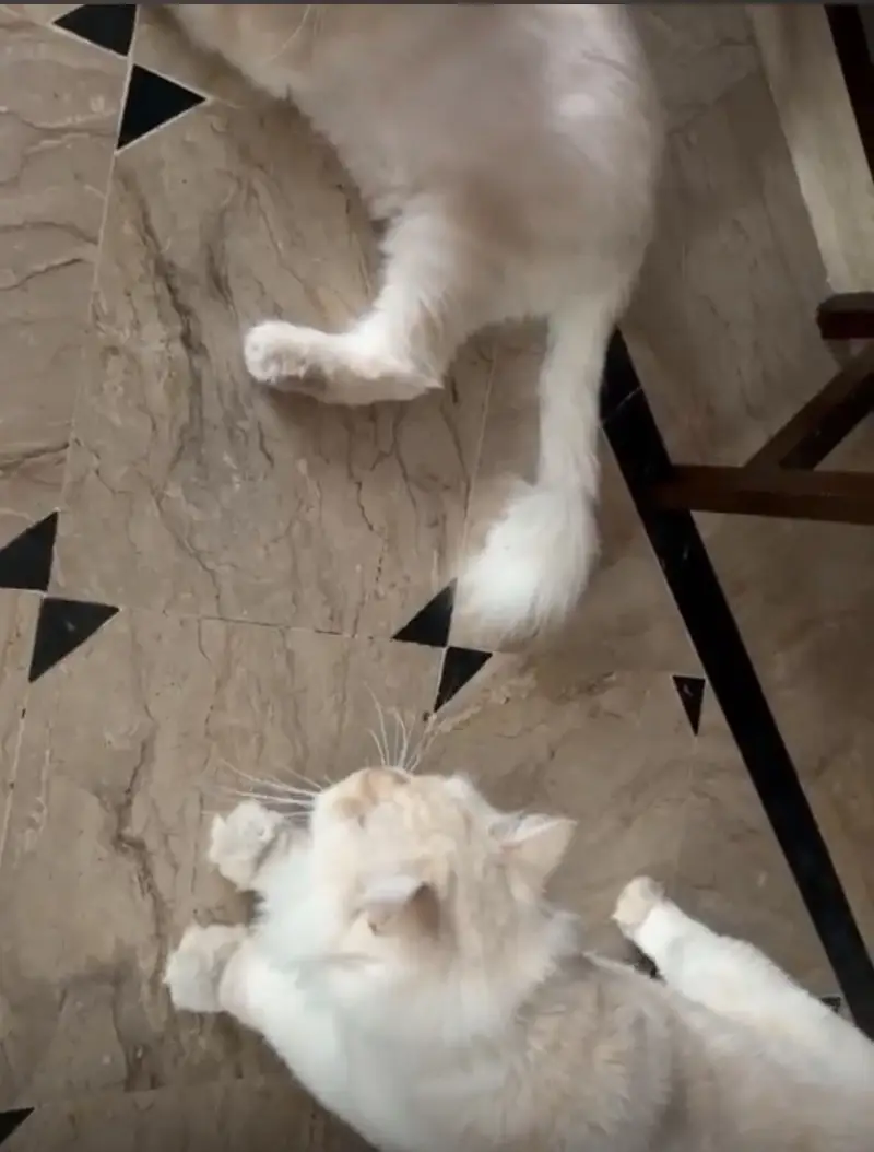 Golden Persian Cat Pair 9 months old — photo 2