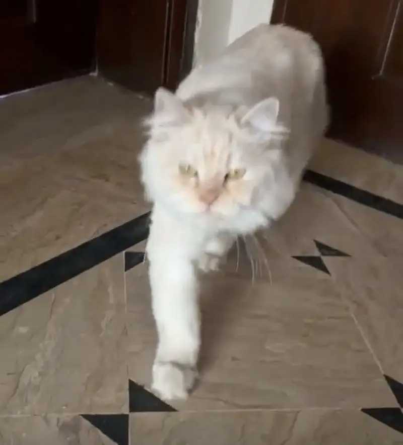 Golden Persian Cat Pair 9 months old — photo 3
