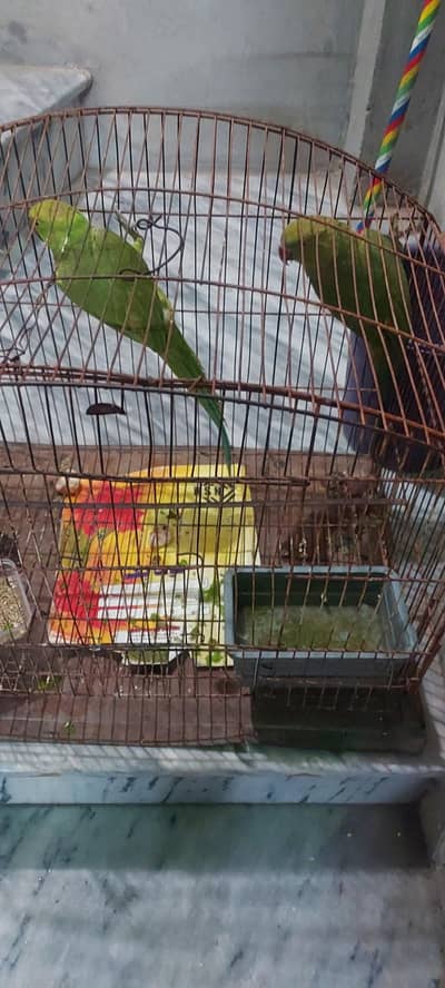 pair of green parrots
