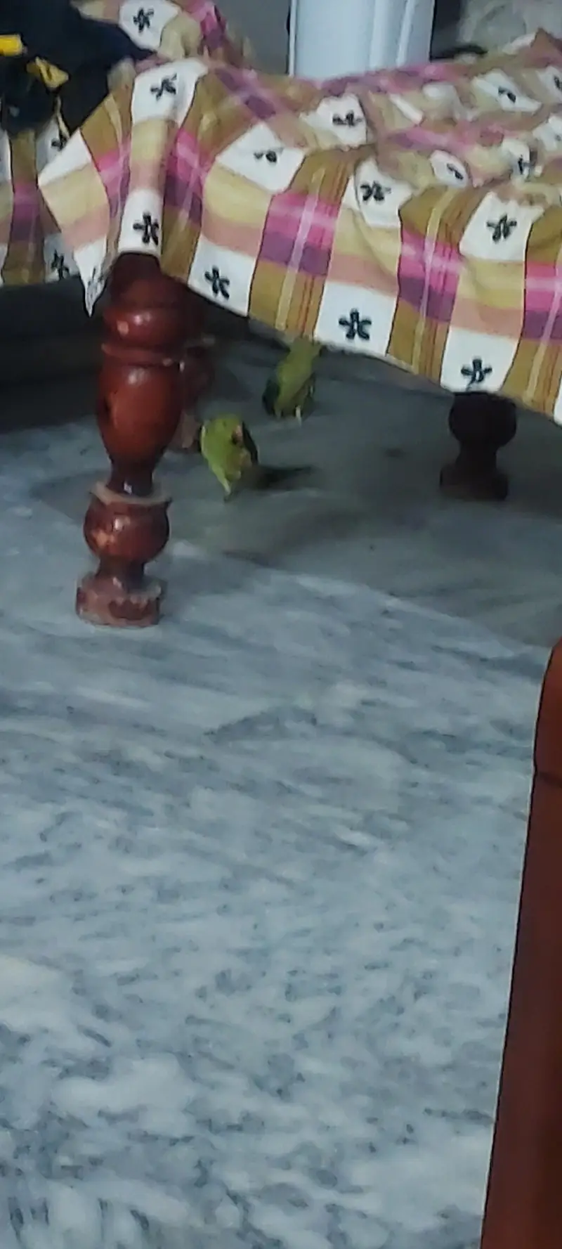 pair of green parrots — photo 2