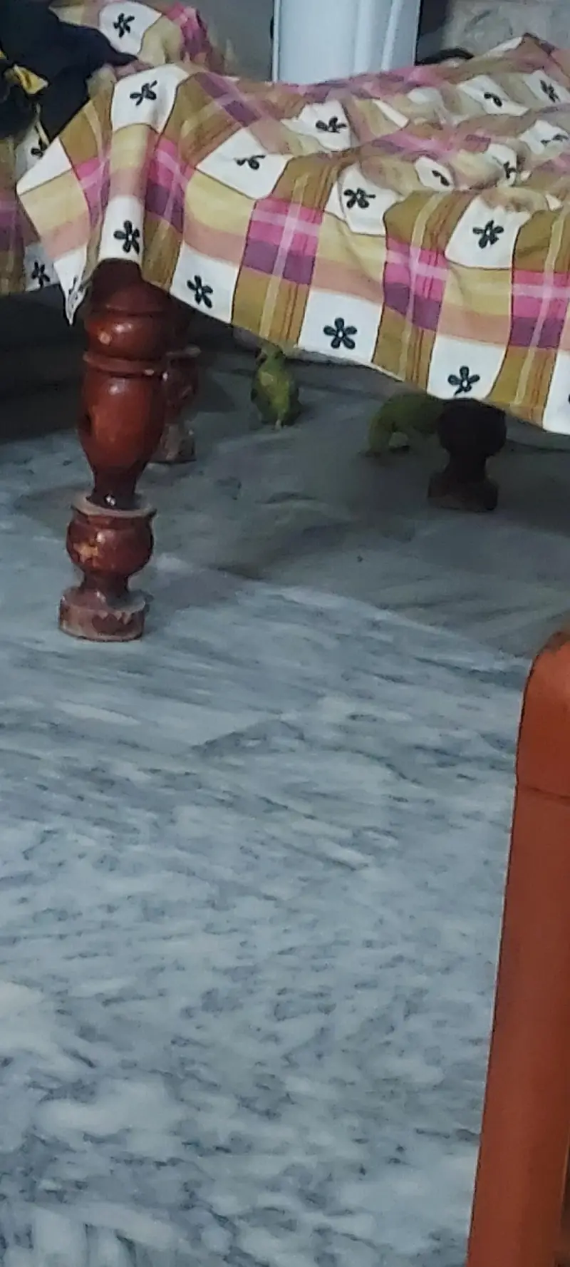 pair of green parrots — photo 4