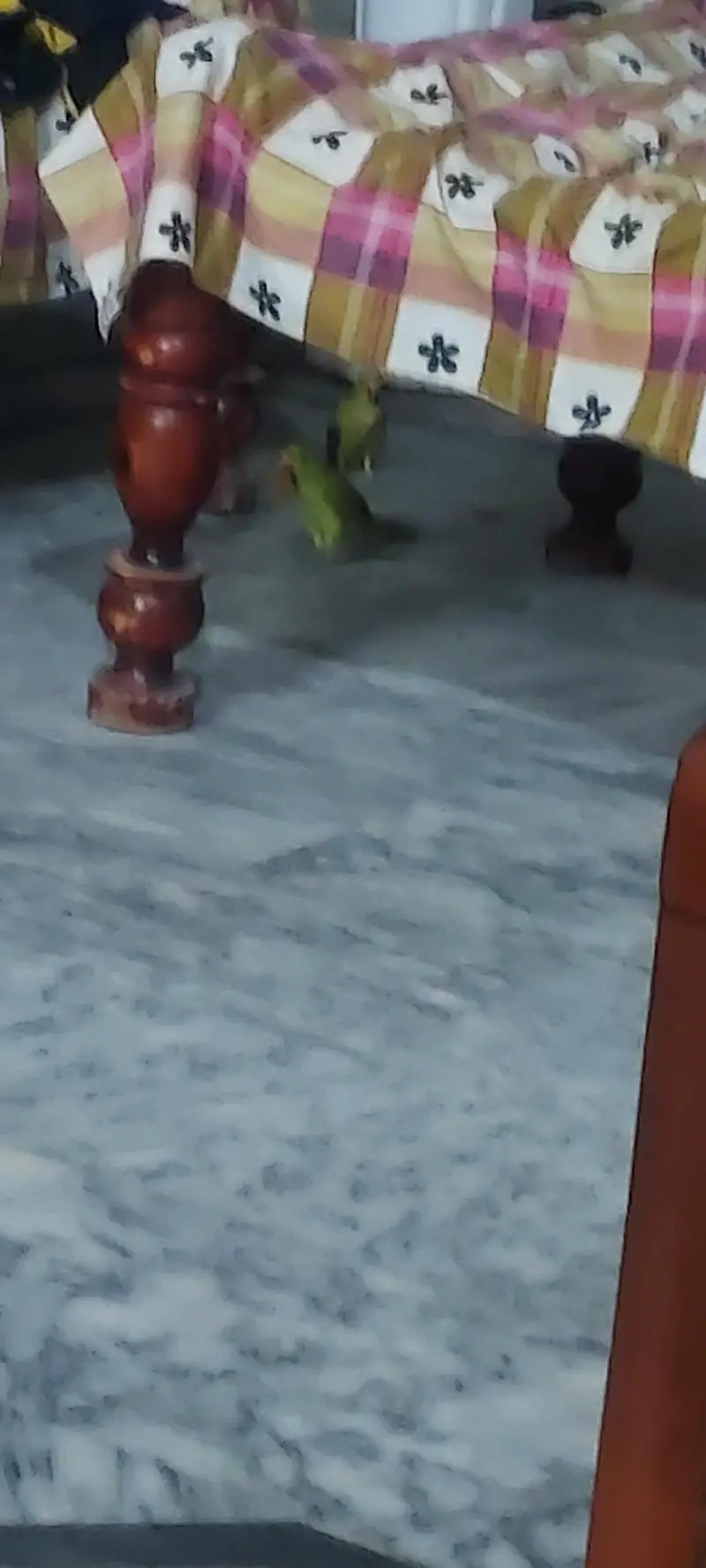 pair of green parrots — photo 5