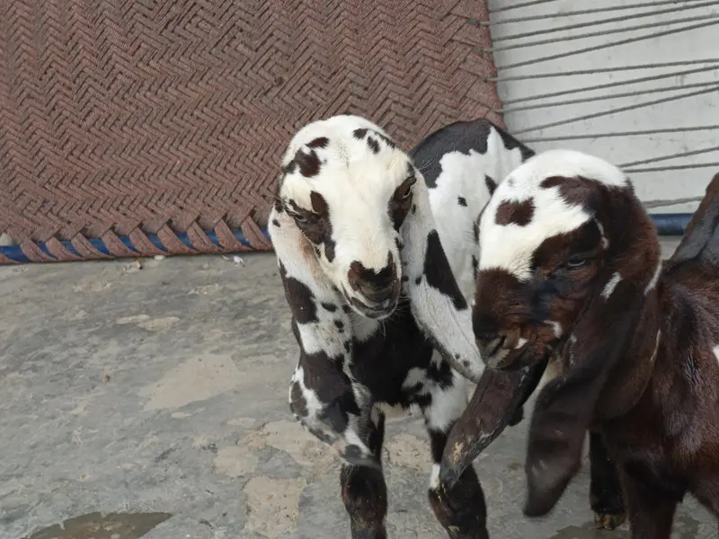 Goats — photo 2