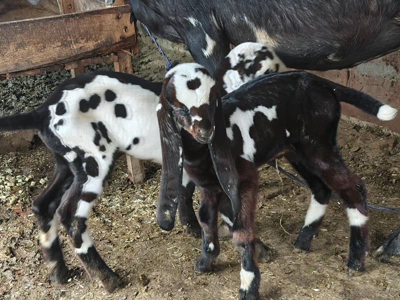 Goats 2