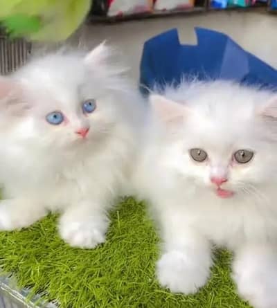 (Persian female kitten) (for sale all) (Pakistan delivery available)