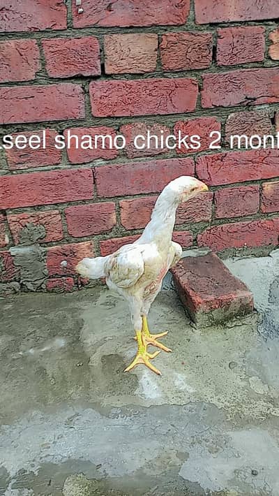 shamo chicks or mianwali aseel murgi Whatsapp number 03234852217