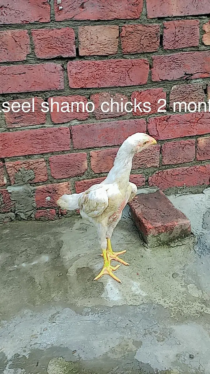 aseel mianwali murga or murgi Whatsapp number 03234852217 — photo 6