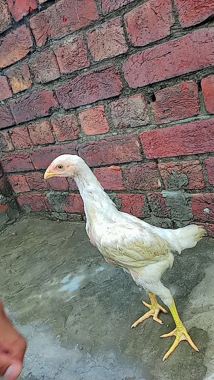aseel mianwali murga or murgi Whatsapp number 03234852217 — photo 7