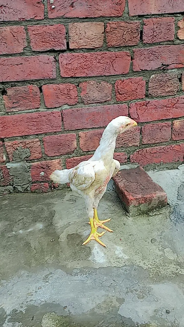 aseel mianwali murga or murgi Whatsapp number 03234852217 — photo 8