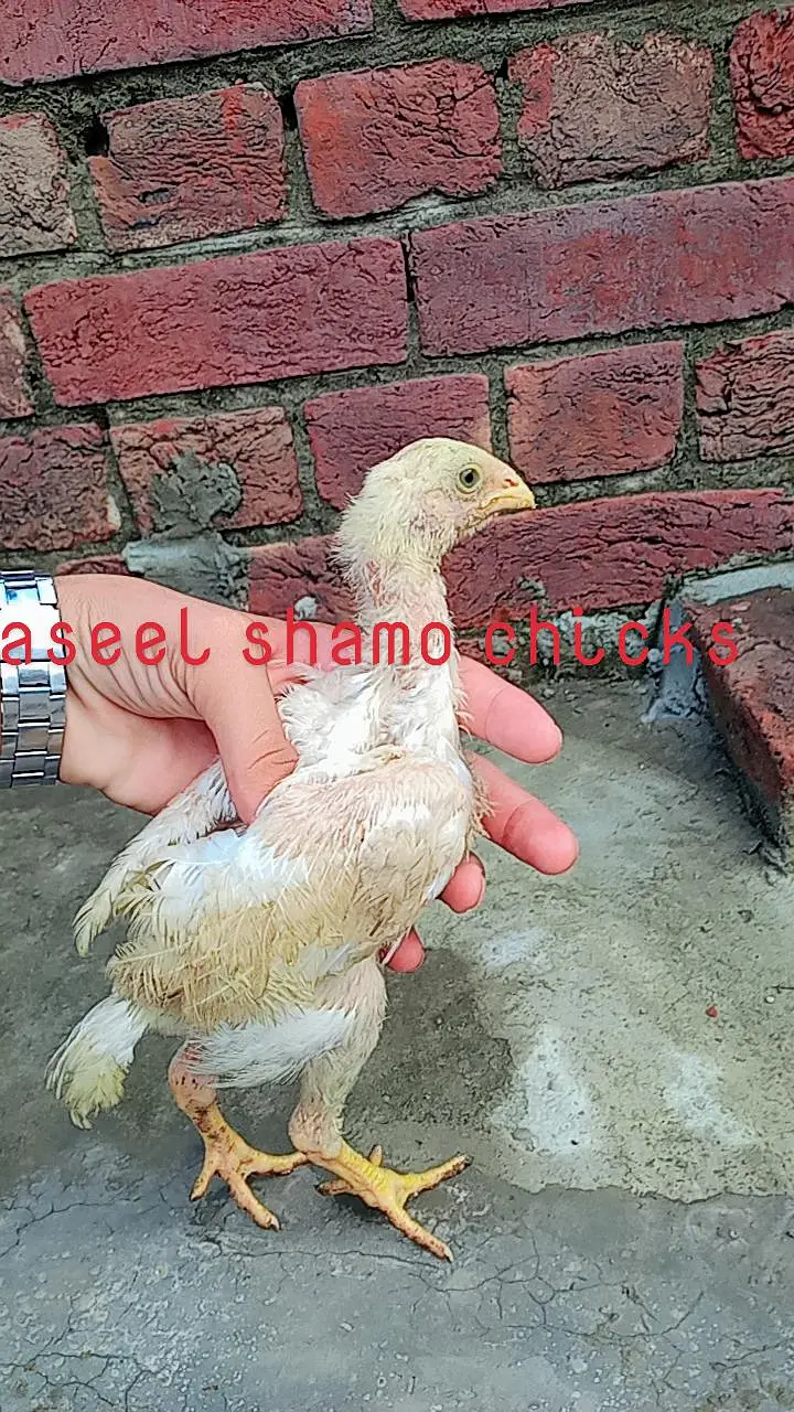 aseel mianwali murga or murgi Whatsapp number 03234852217 — photo 9