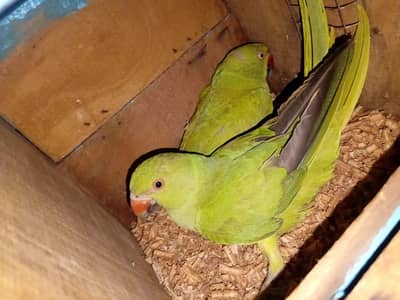 parrot ka pair ha nail fly sab ok low price only serious buyer contact