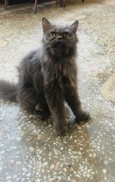 Pure Persian Cats confirmed breed