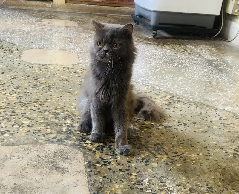 Pure Persian Cats confirmed breed — photo 2