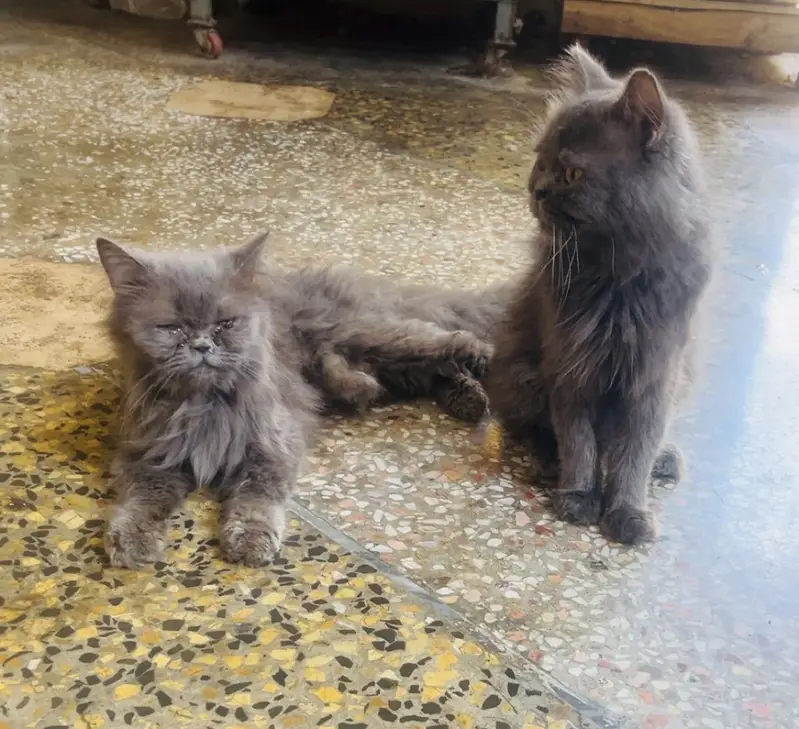 Pure Persian Cats confirmed breed — photo 3