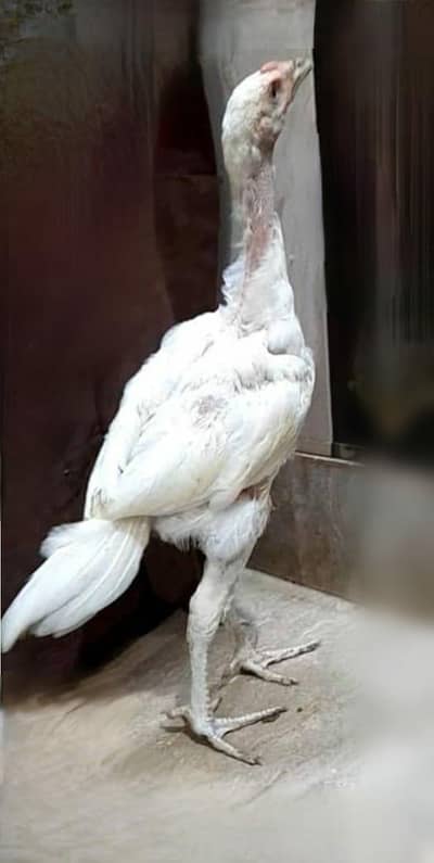 Aseel Paper White (Heera) For Sale