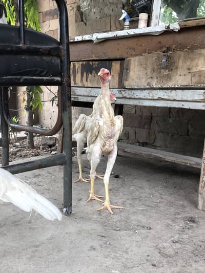 Japnes white shamo 1 male 2 female Available