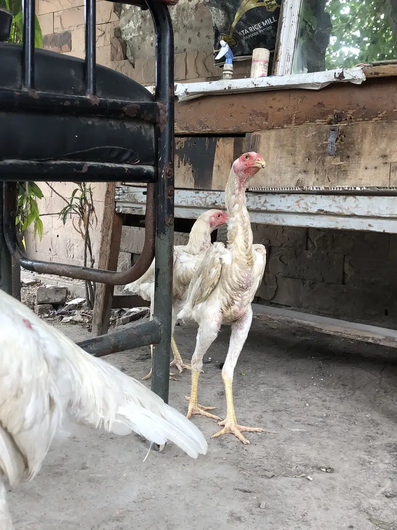 Japnes white shamo 1 male 2 female Available — photo 2